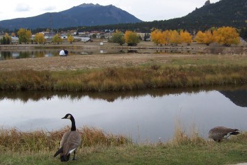 Geese on Estes Lake