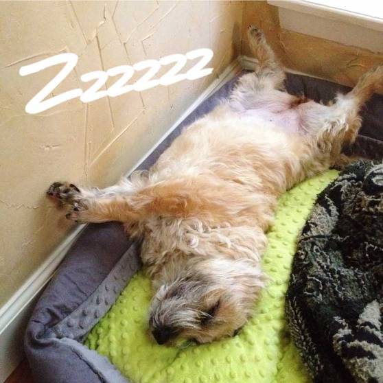Gracie-Sleeping-Zzz